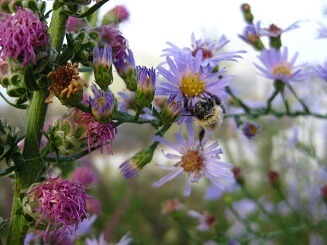 Bumblebee Identification and Conservation Walk