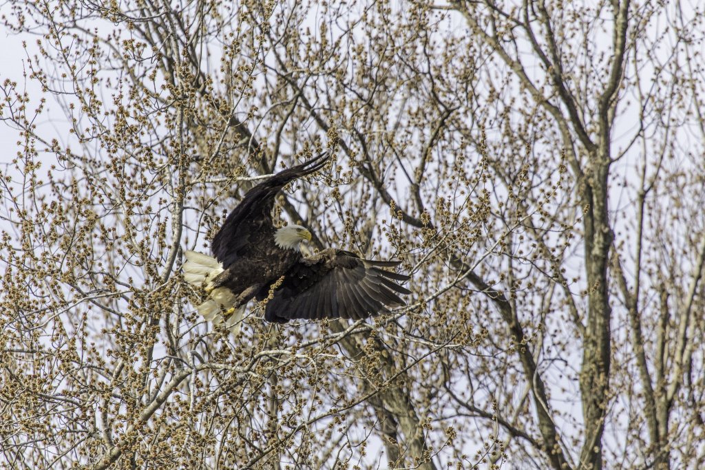 Eagle in Spring