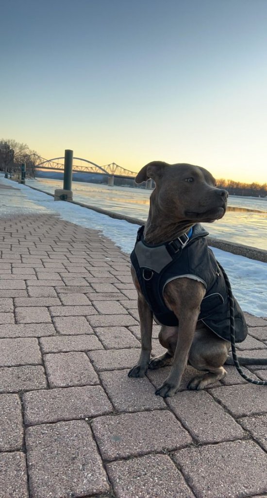 Five Pet-Friendly Adventures in the La Crosse Region