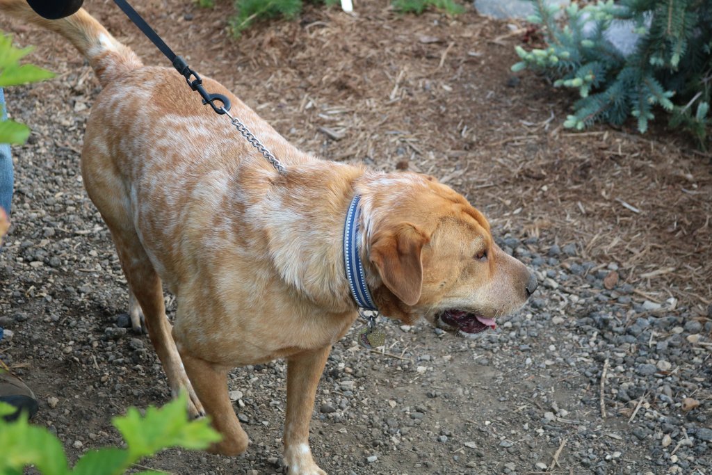 Five Pet-Friendly Adventures in the La Crosse Region