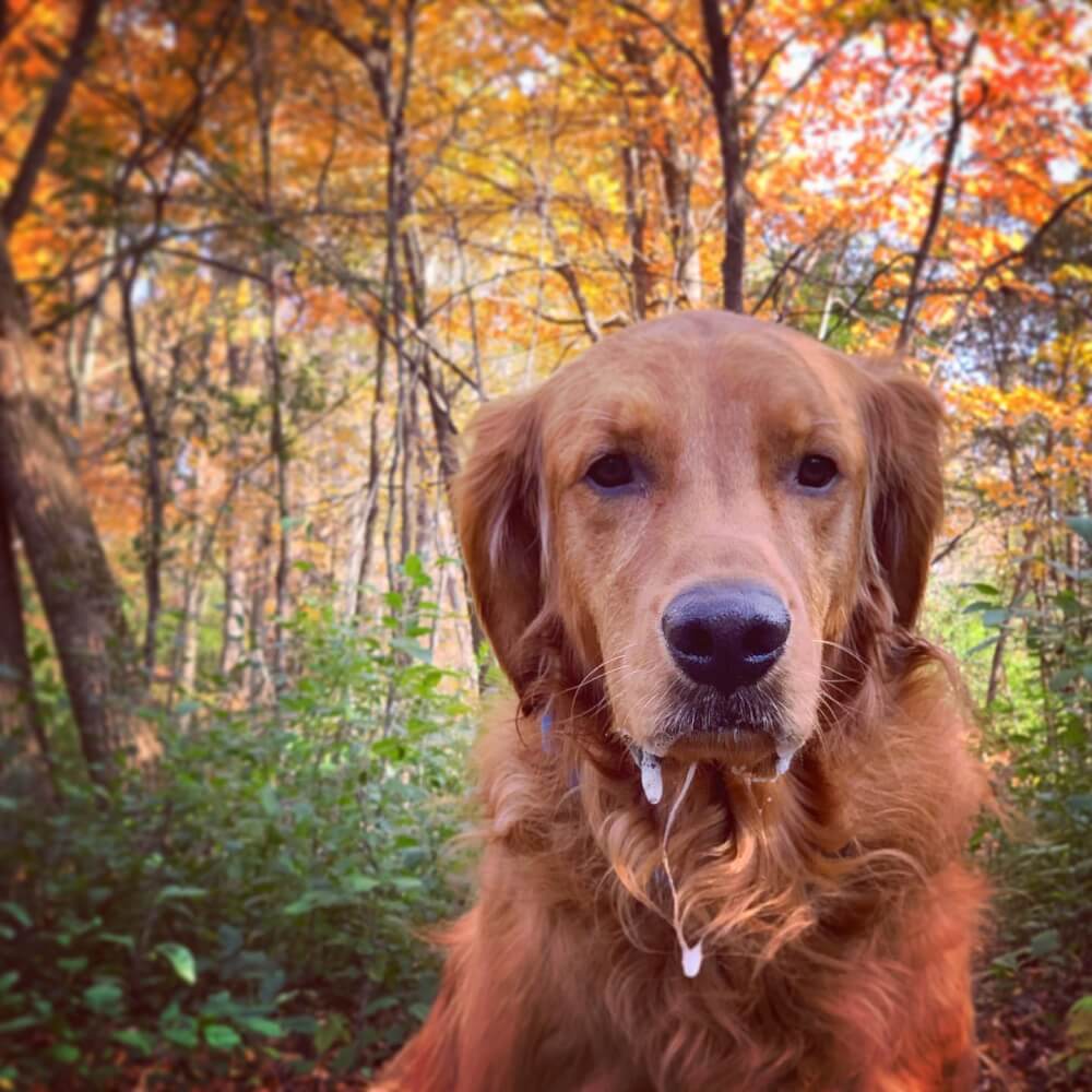 Five Pet-Friendly Adventures in the La Crosse Region
