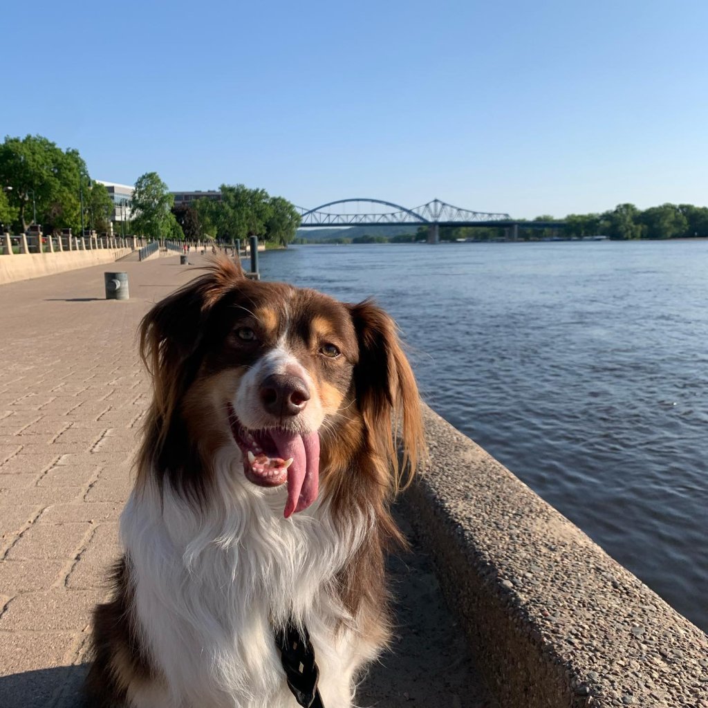 Five Pet-Friendly Adventures in the La Crosse Region