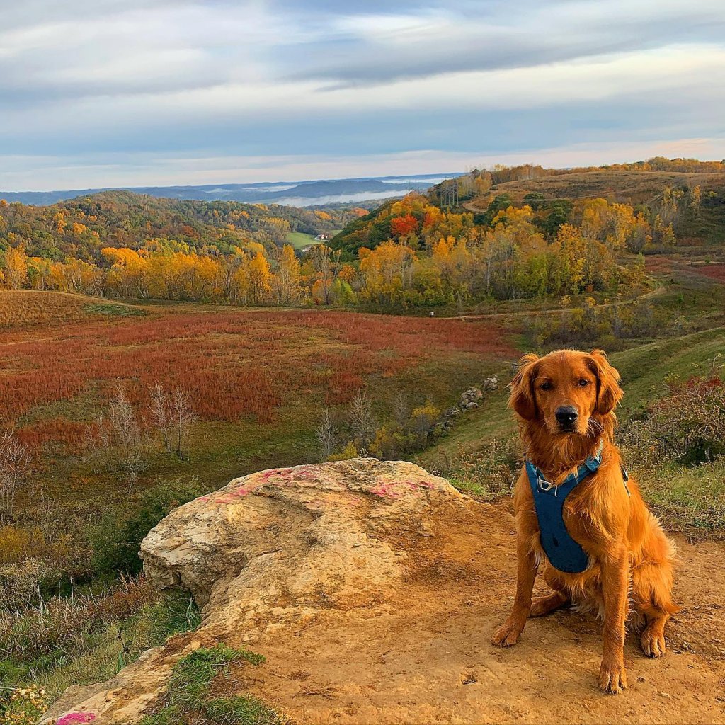 Five Pet-Friendly Adventures in the La Crosse Region