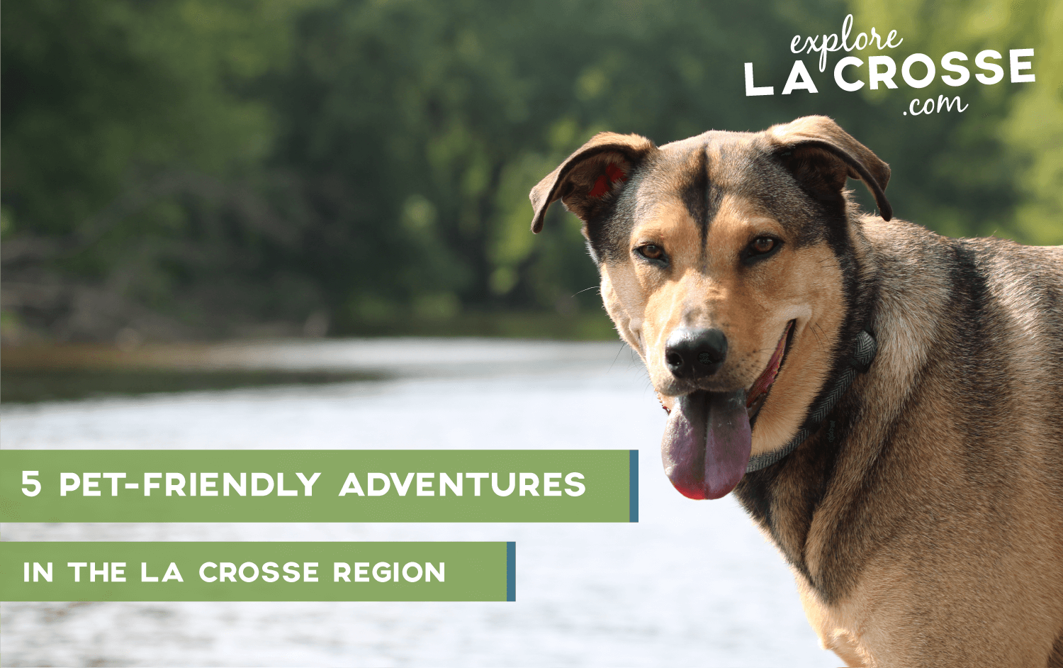 dog-friendly-adventures-fishing-water-hiking