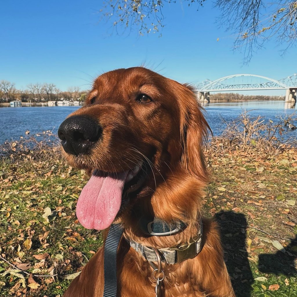 Five Pet-Friendly Adventures in the La Crosse Region