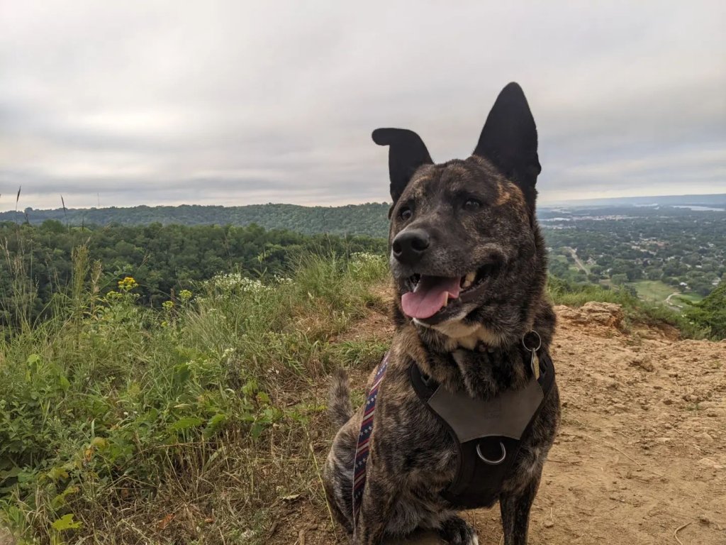 Five Pet-Friendly Adventures in the La Crosse Region