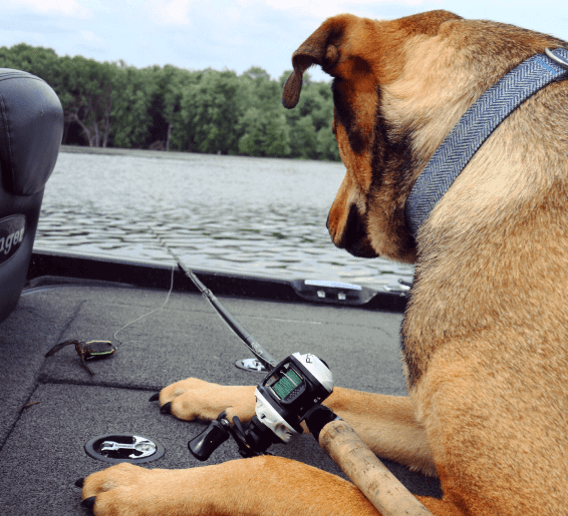 Five Pet-Friendly Adventures in the La Crosse Region