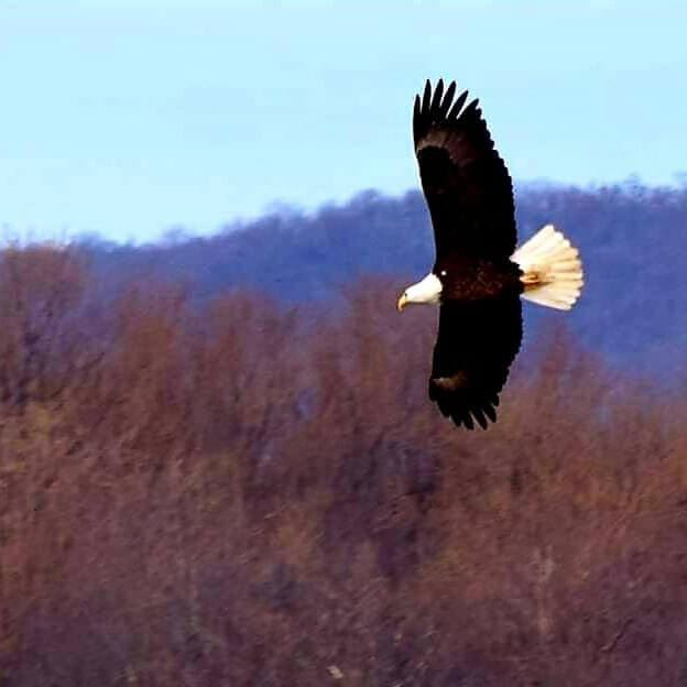 A Scenic Summer Bucket List for the La Crosse Region! 5 wildlife