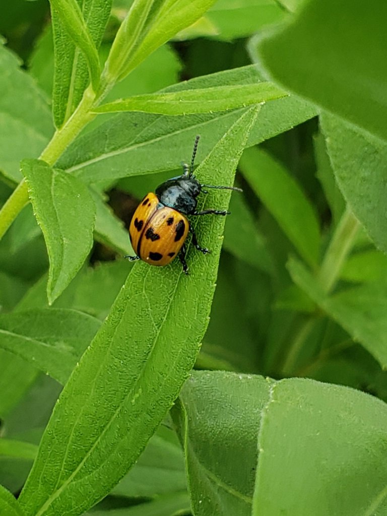 Beetle KJulian Usfws
