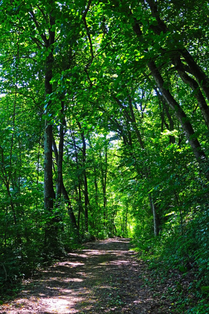 JourneyIntoWoods3
