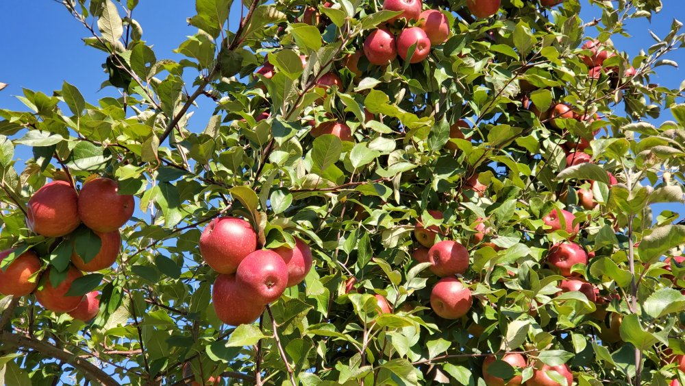 Historic Trolley Tours ExploreLaCrosse