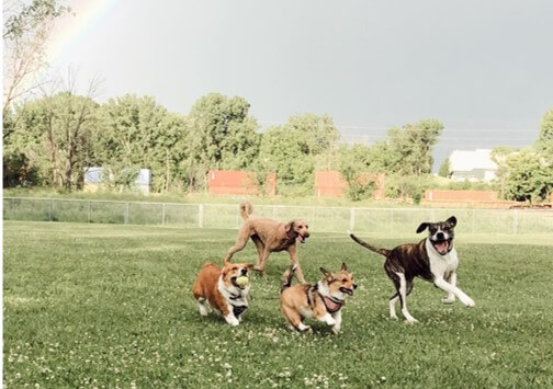 dogs running with a rainbow