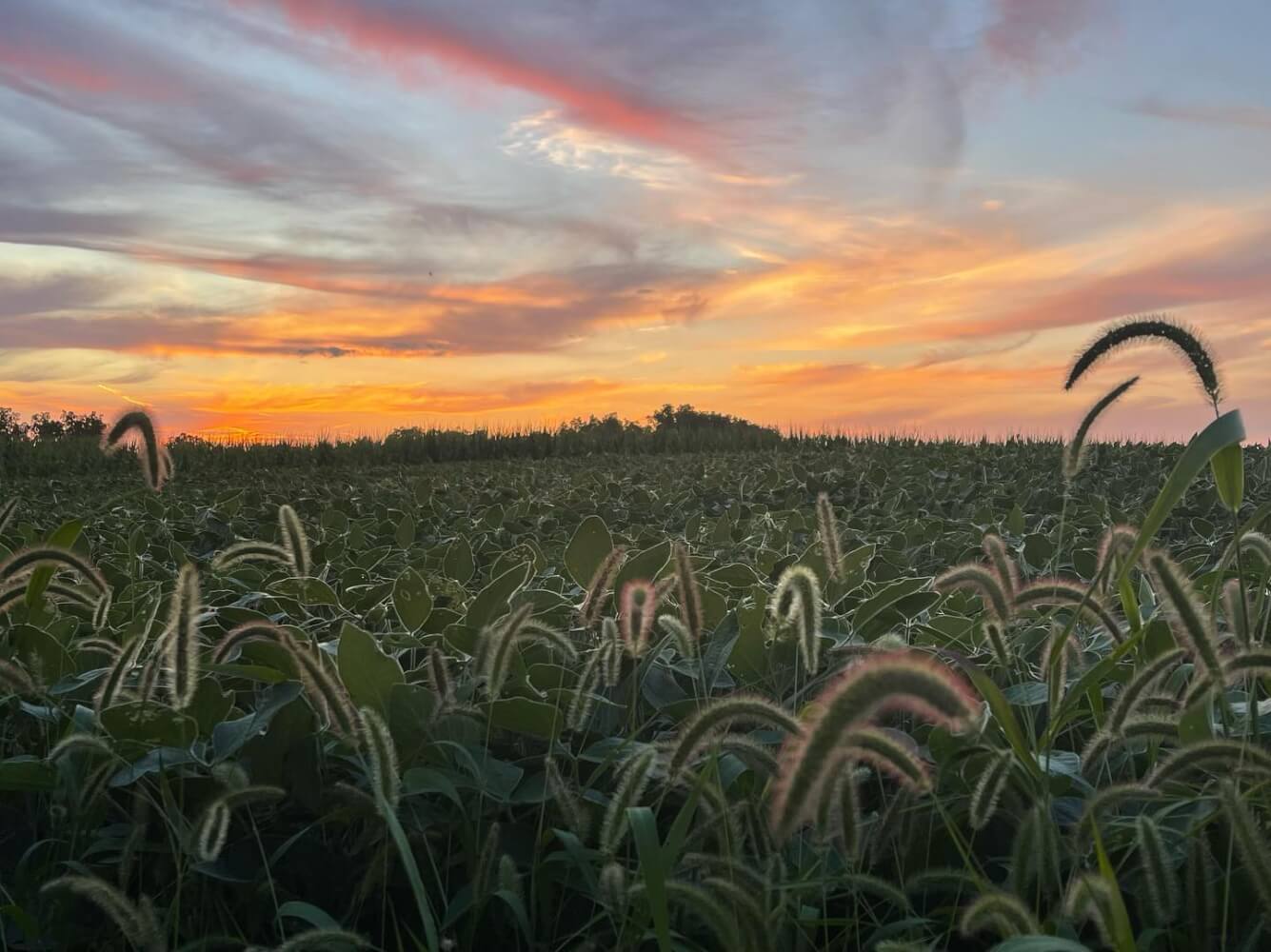 driftless weaver Instagram 3381 ig 17854117628804989