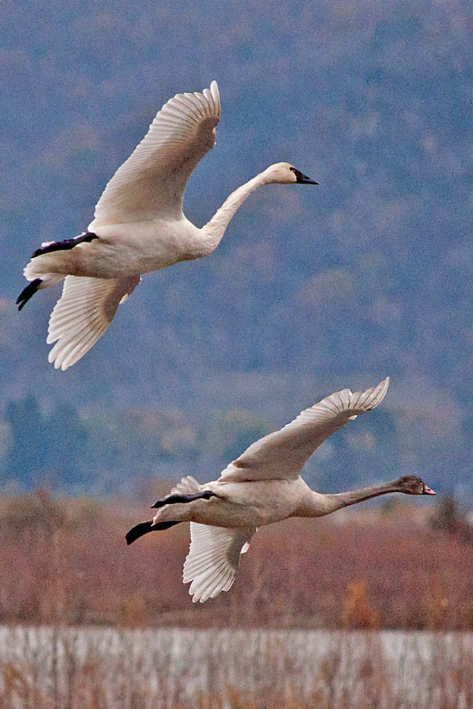 Tundra swans in flight courtesy of Jerry Weigel 3