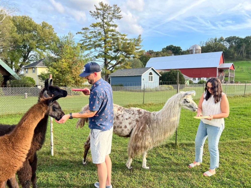 Get Your Hands Dirty 12 Justin T New 3 llamas scaled 1