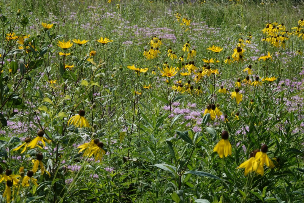 Lookout Prairie in Bloom