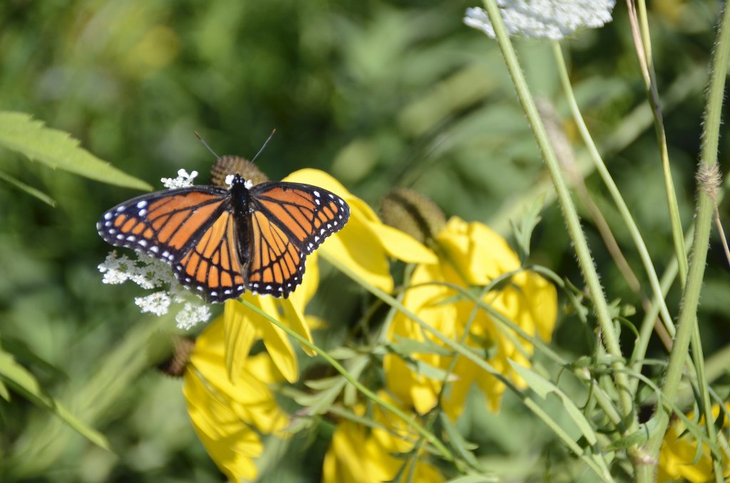 Monarch butterfly at Mathy by Tom Rhorer reduced