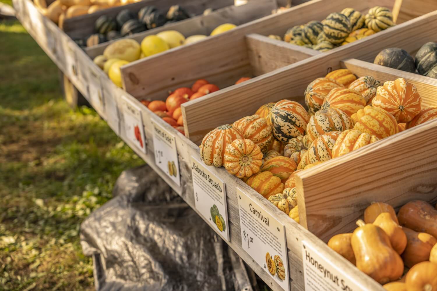 9 Reasons to Visit the La Crosse Region this Fall 9 Fall gourd shopping