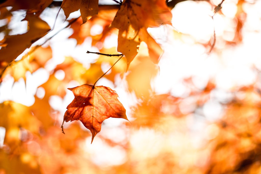 FallColors