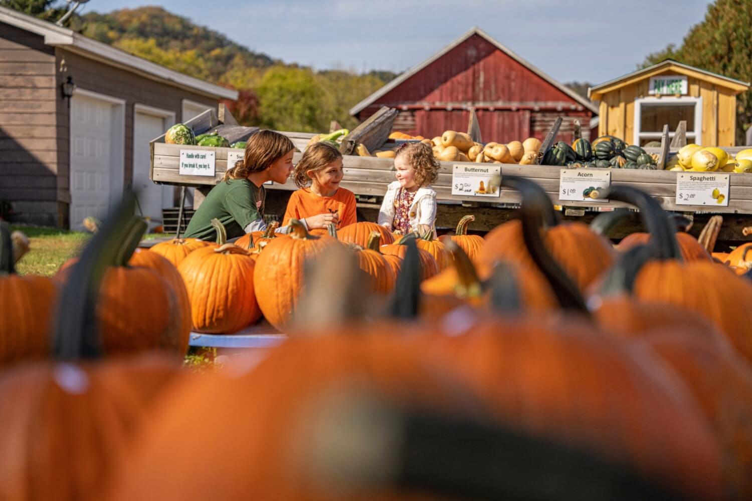 Children at Hidden Trails Corn Maze picking out pumpkins