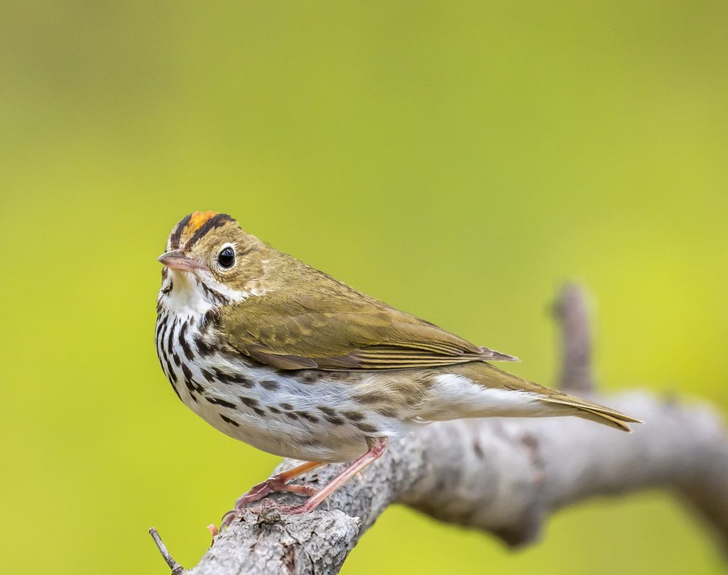 Ovenbird BruceBartel 252A5316