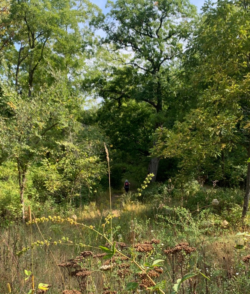 Journey Into Woods