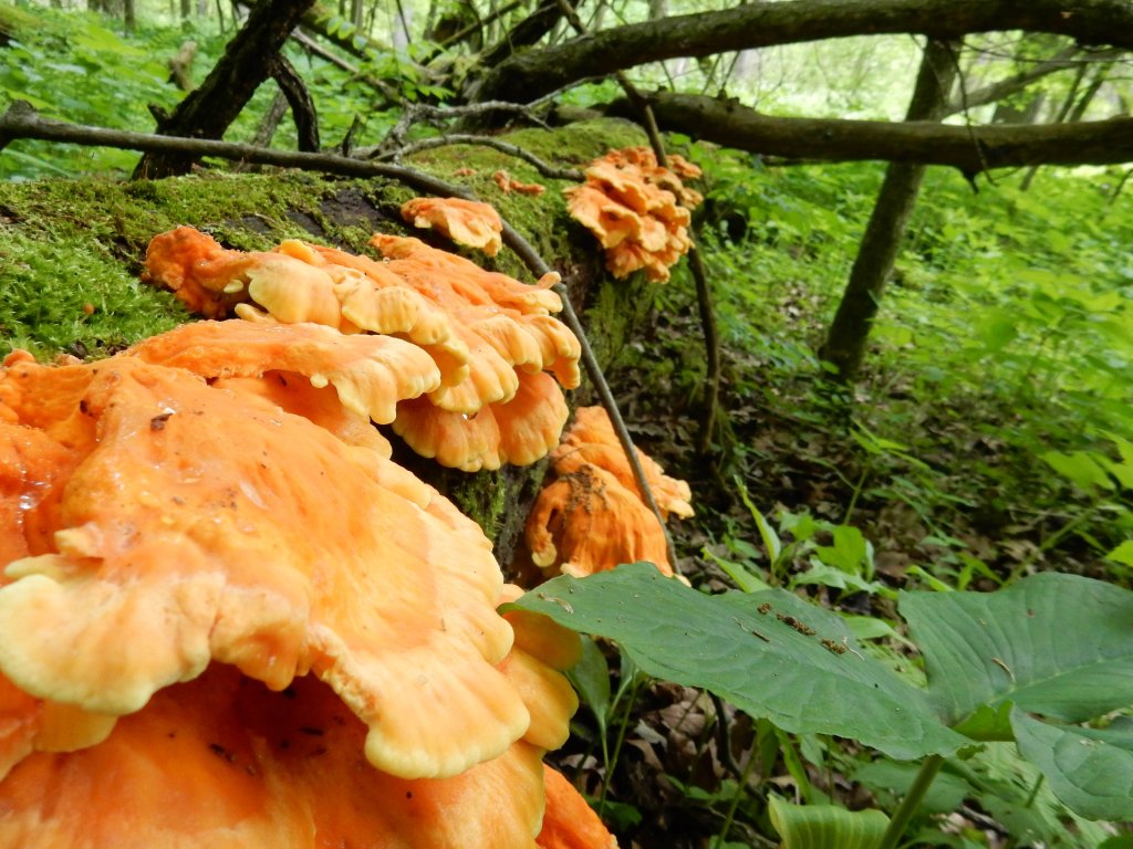 mushroom photo reduced