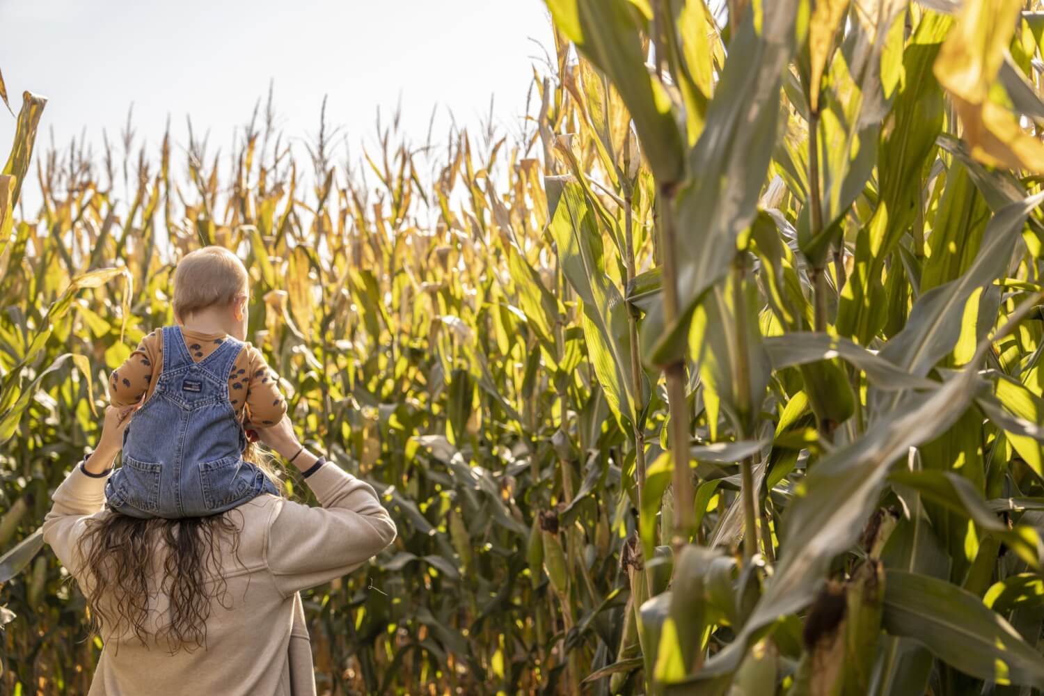 a woman carrying a baby on her shoulders in a corn field