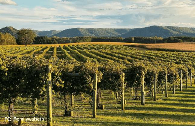 image-of-vineyard-with-green
