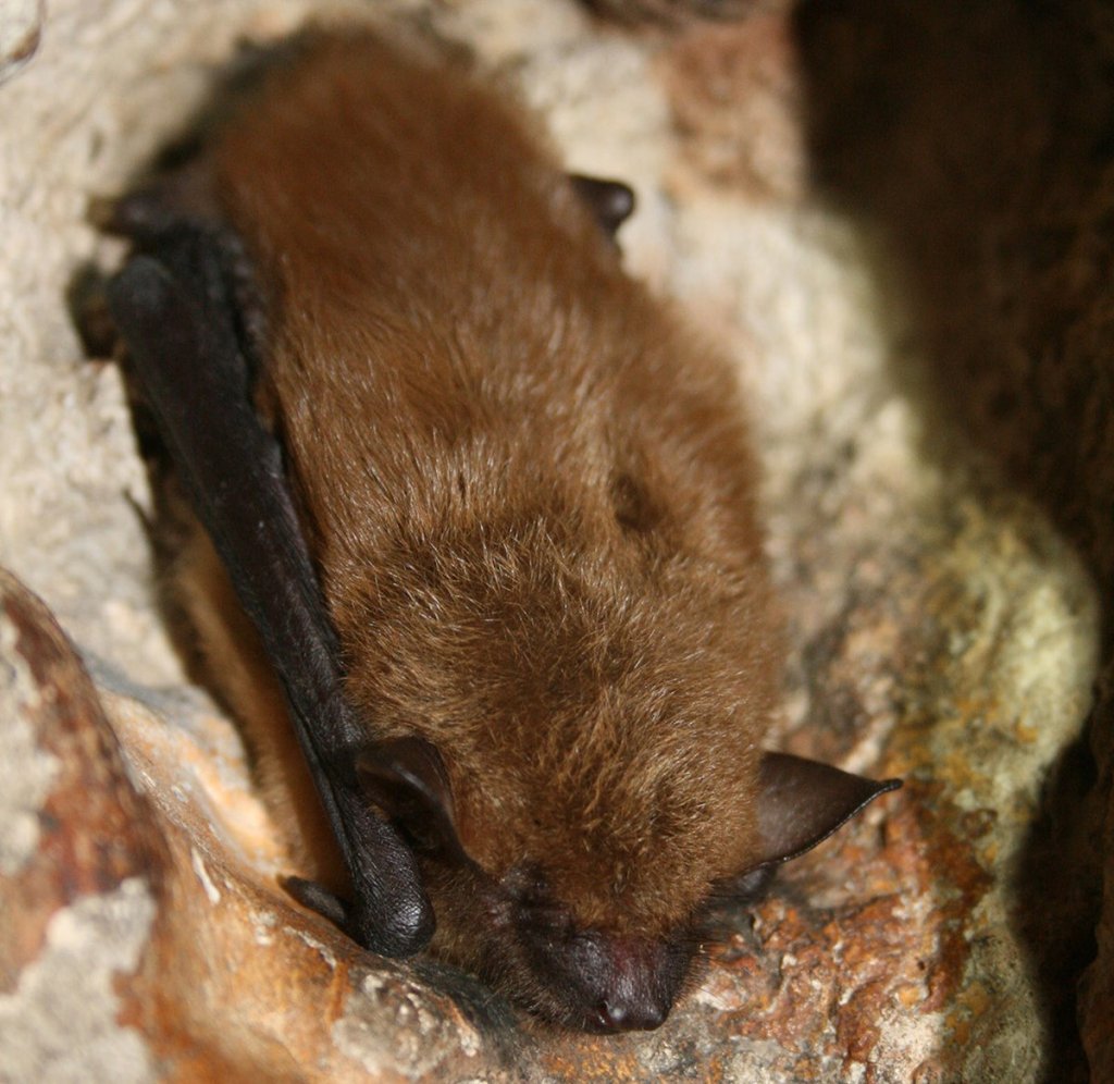 Big brown bat resting Ann Froschauer USFWS