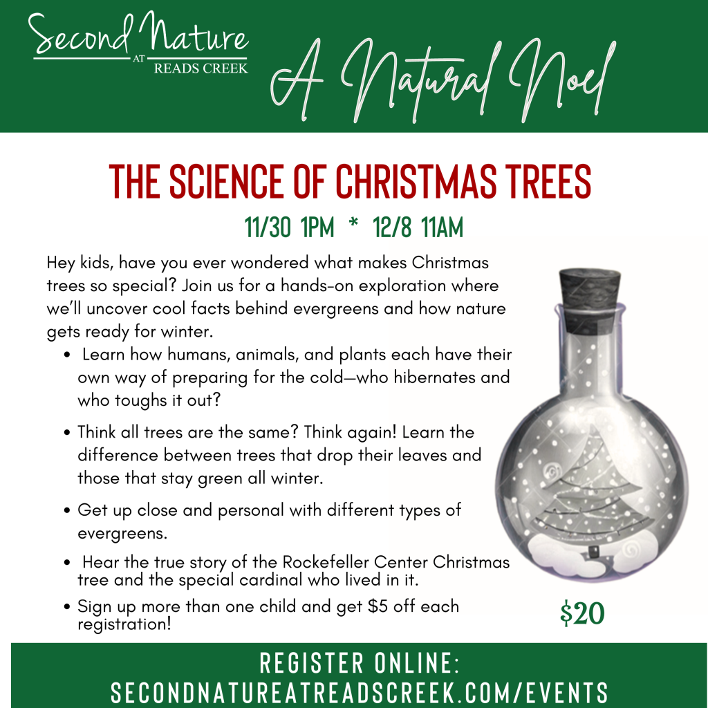 ScienceofChristmasTreesKidsWorkshop2024