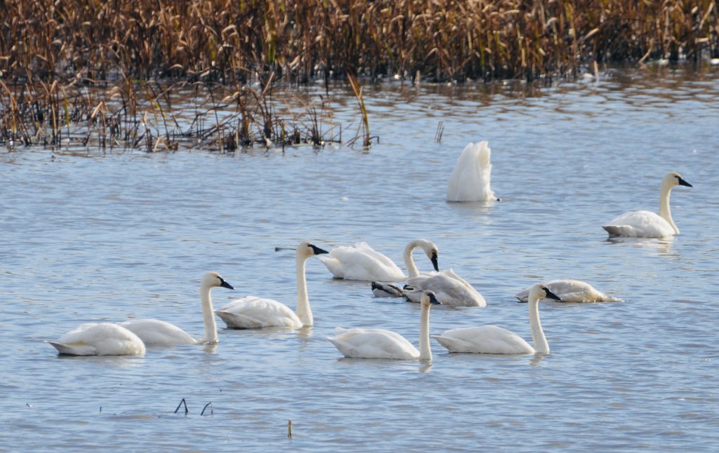 Swans at the Brownsville Overlook Nov 13 2024 D.Campbell USFWS