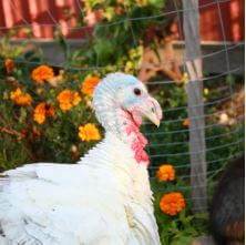a white turkey in a garden