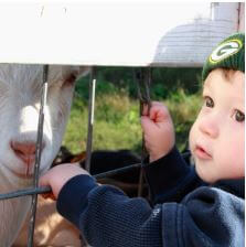 a child touching a fence with a goat