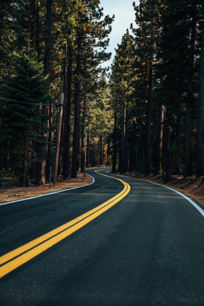 a newly paved road winds through a forest