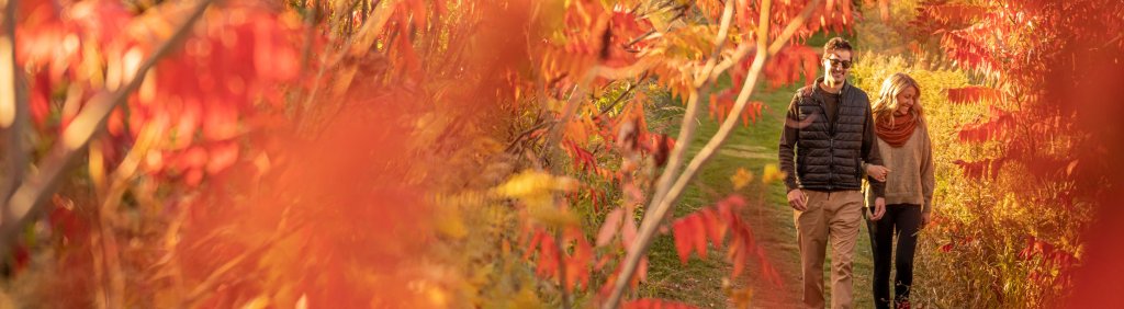 Signature Sights & Attractions 9 two people walking with autumn leaves on the ground and on the branches of trees