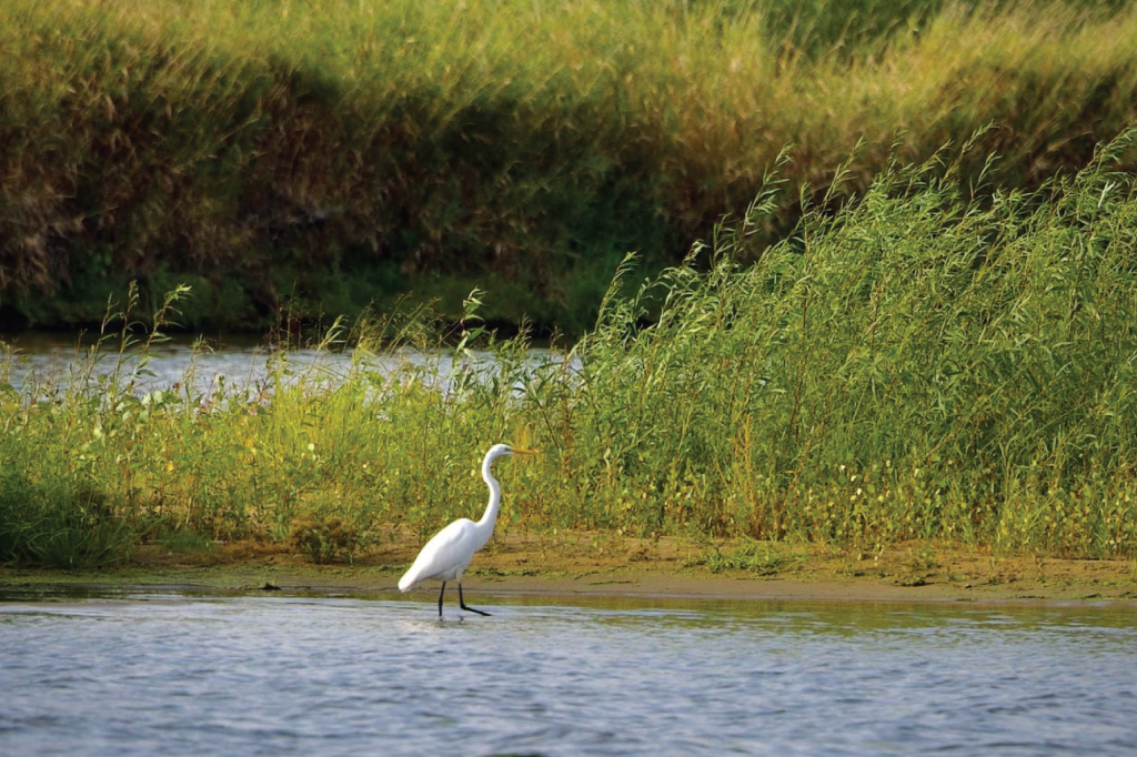 Local Birding 4 Braden Mick Crane Birding