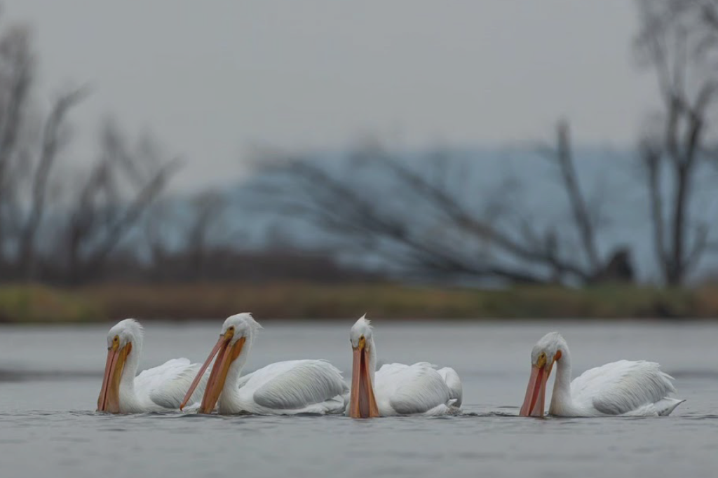 Local Birding 5 Gavin Mccue Photo Pelicans Birding