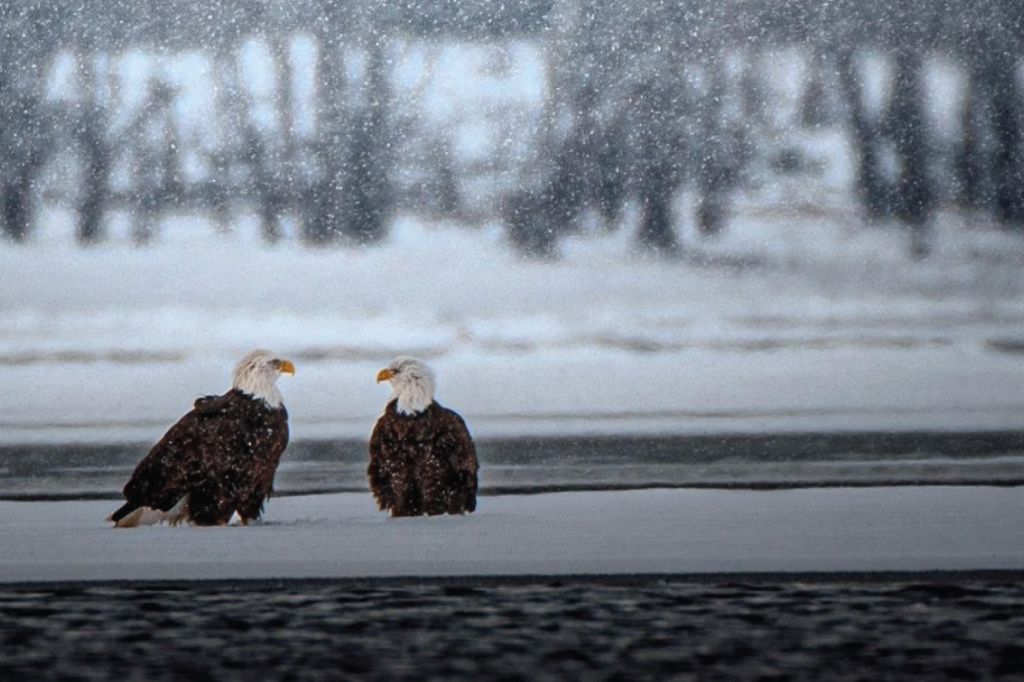 Local Birding 3 Leo Draveling Photo Winter Eagles