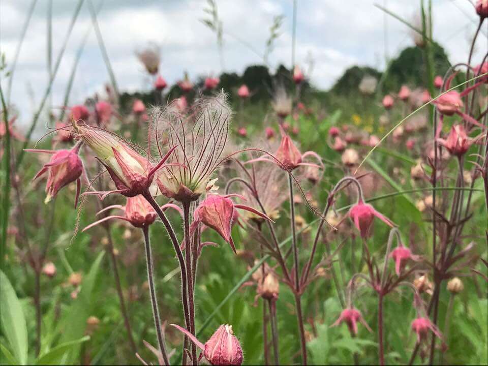 Prairie Smoke HSP 2019 CarolLabuzzetta