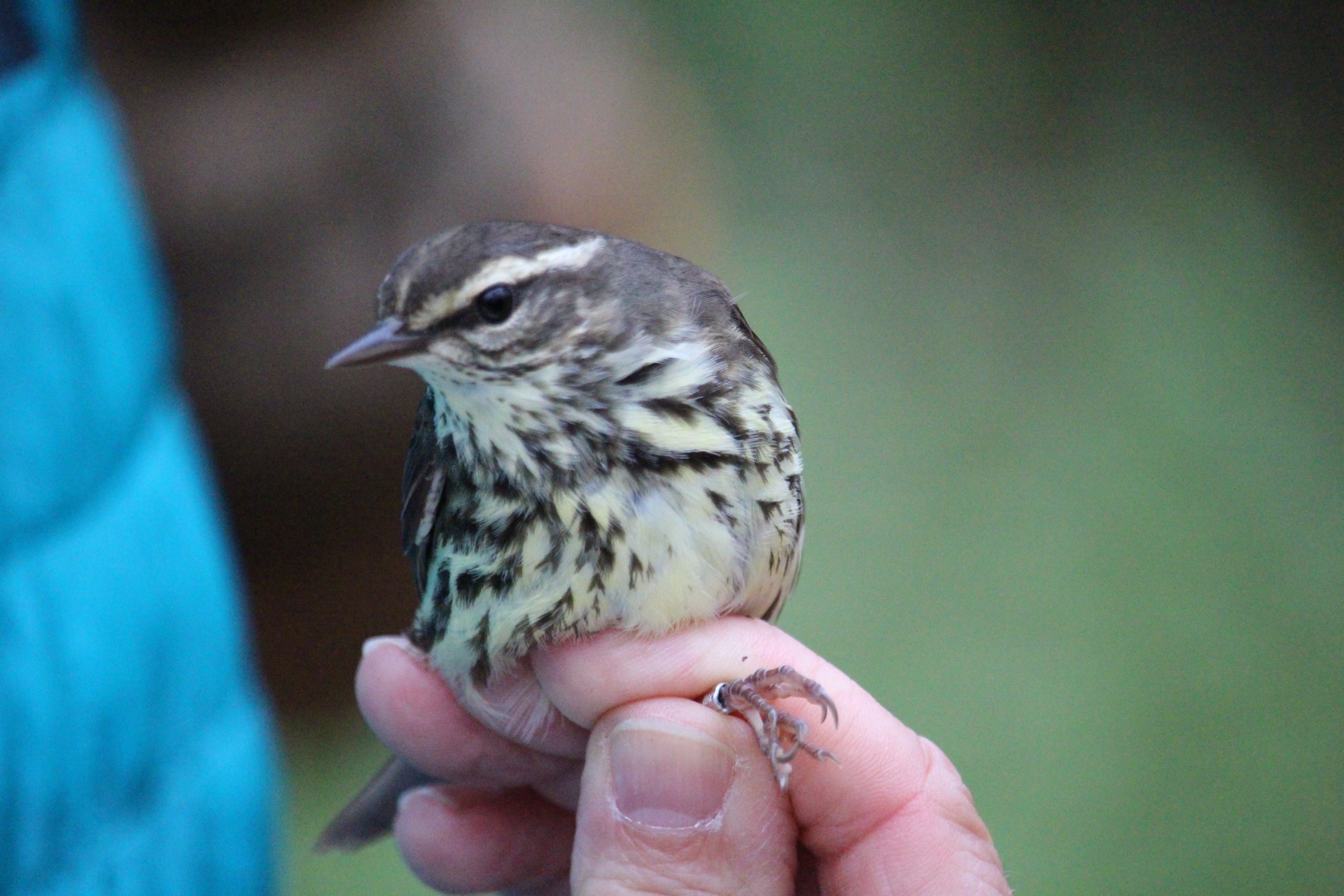 Waterthrush banding demo 2016 M.Meier scaled 1