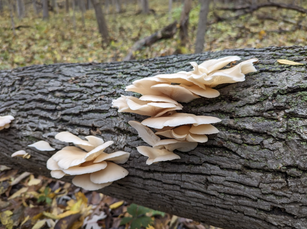 Fall Mushroom Foraging DFS