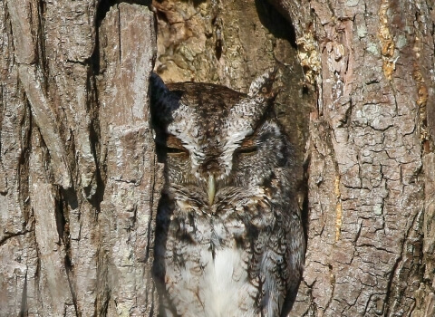 animal