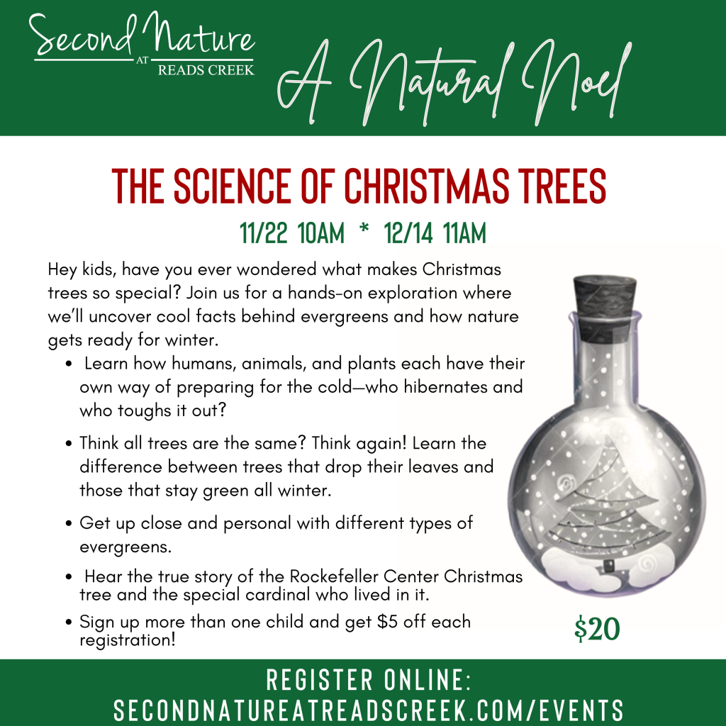 ScienceofChristmasTreesKidsWorkshop2025 11