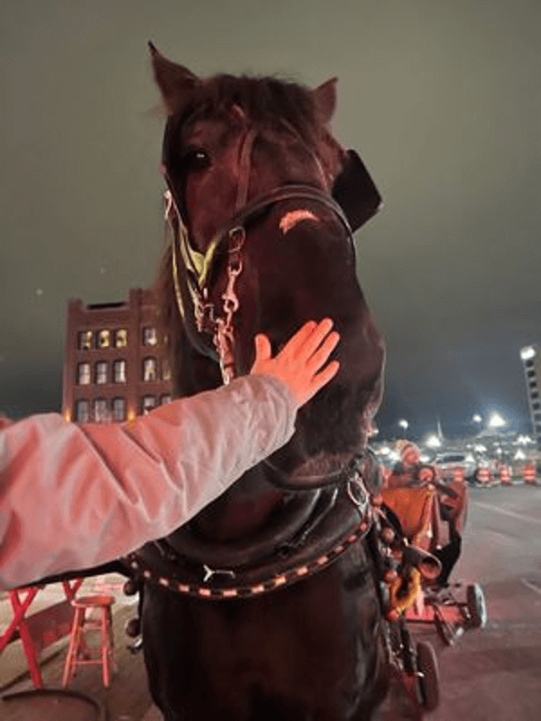 horse