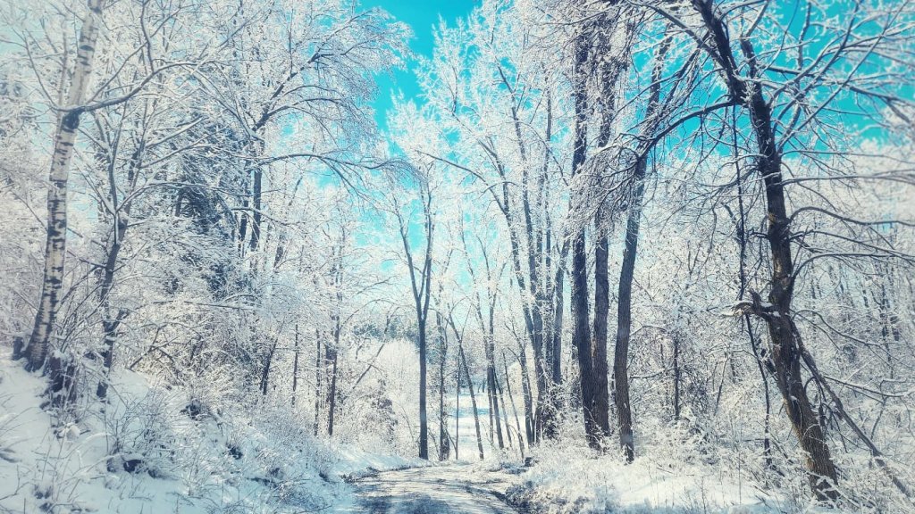 image-of-snow- covered-trees