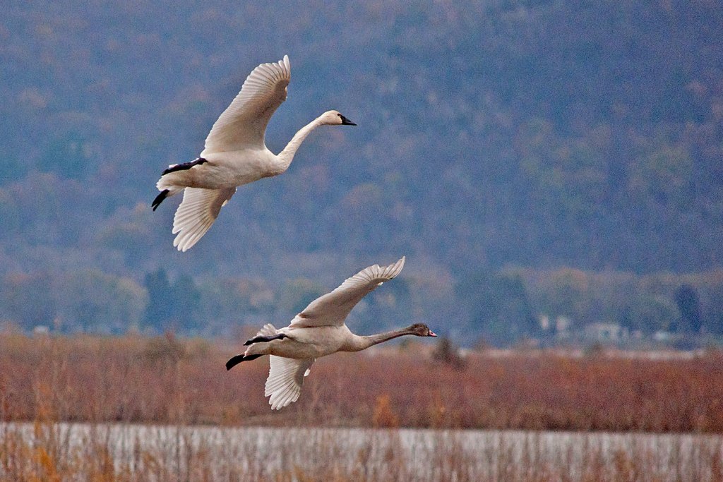 Naturalist at the Brownsville Overlook Naturalist at the Brownsville Overlook