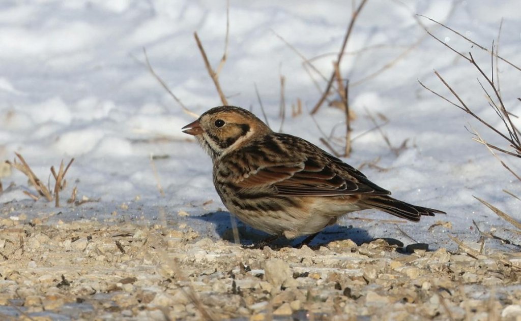 Winter Birds of the Coulee Region, Presentation by Dan Jackson