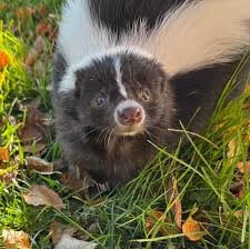 Coulee Region Humane Society