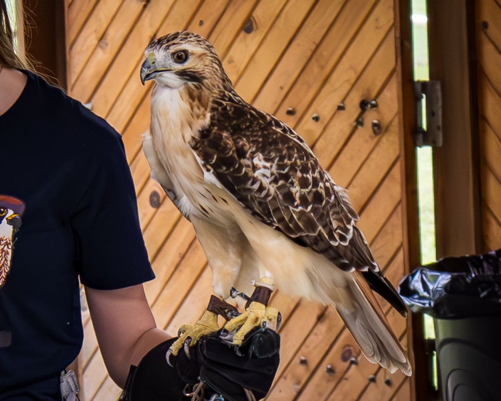 River Valley Raptors